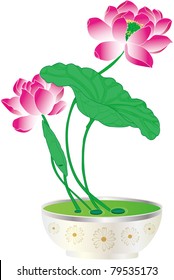 Water lily growing in the faceplate