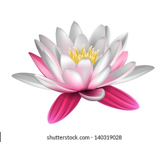 Water lily isolated