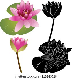 water lily isolated on white background