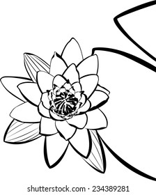 Water Lily isolated on white background