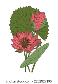 Water lily July birth month flower colorful vector illustration. Modern hand drawn design for logo, tattoo, packaging, card, wall art, poster. Colored line art isolated on white background.