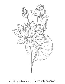 Water Lily Line Art. Water Lily outline Illustration. July Birth Month Flower. Water Lily  outline isolated on white. Hand painted line art botanical illustration.