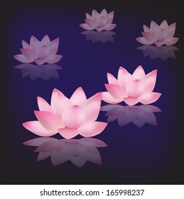 Water lily (lotus) floating on the water at night
