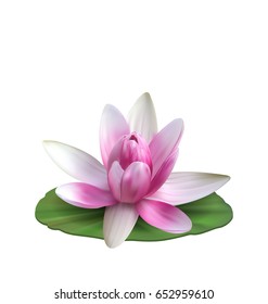 Water Lily, Nenuphar, Spatter-dock, Pink Lotus on Green Leaf. Flower Isolated on White Background - Illustration Vector