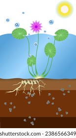 water lily Nymphaeaceae photosynthesis in the water, how water lily do photosynthesis vector illustration, aqua plant biology science concept