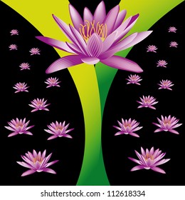 water lily  on black background