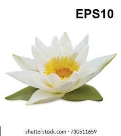 Water lily on white background. Vector illustration