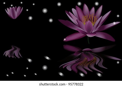 water lily and reflection on black background