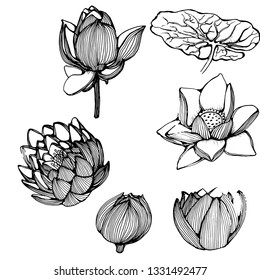water Lily set, vector, hand drawing, isolated on white background