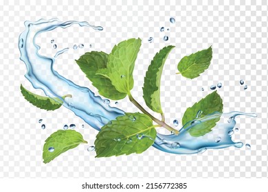Water and mint. Isolated vector illustration.