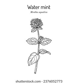 Water mint (Mentha aquatica), edible and medicinal plant. Botanical hand drawn vector illustration