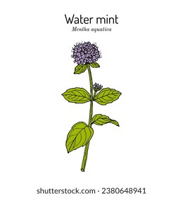 Fábrica de menta acuática (Mentha aquatica), planta comestible y medicinal. Ilustración de vector dibujada a mano