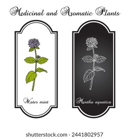 Water mint (Mentha aquatica), edible and medicinal plant. Botanical hand drawn vector illustration