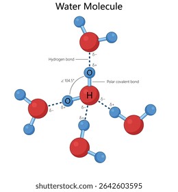 water molecule, including polar covalent bonds, hydrogen bonds, and the bond angle diagram hand drawn schematic vector. Science educational illustration