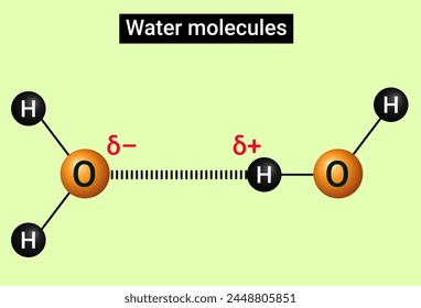 Water molecules joined by a hydrogen bond