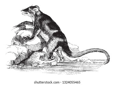 Water Opossum, Vintage Engraved Illustration. 