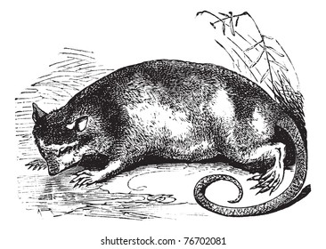 Water Opossum or Yapok or Chironectes minimus, vintage engraving. Old engraved illustration of a Water Opossum. Trousset Encyclopedia