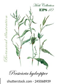 Water pepper. Collection herb. Watercolor hand drawn vector illustration. Botanical illustration