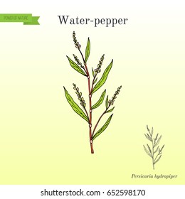 Water pepper (persicaria hydropiper), or smartweed. knotweed, medicinal plant. Hand drawn botanical vector illustration