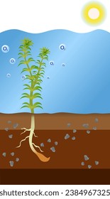 planta de agua hidrilla verticillata fotosíntesis en el agua, cómo la planta de agua fotosintetiza ilustración vectorial