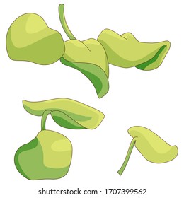 Water plant sticker set on white isolated backdrop. Waterlily leaf for invitation or gift card, scrapbook, notebook sticker, bath tile. Phone case or cloth print. Drawn style stock vector illustration
