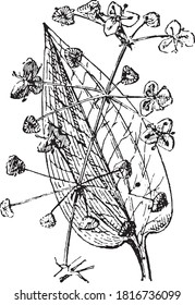 Plátano acuático, del Diccionario de Palabra y Cosas, 1888.