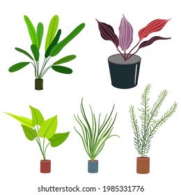 Water plants. Plants for the aquarium. Aquariums