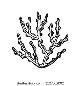 water plants bush. vector sketch. isolated.