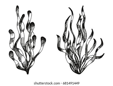 Water Plants Handdrawing Algae Vector Stock Vector (Royalty Free ...