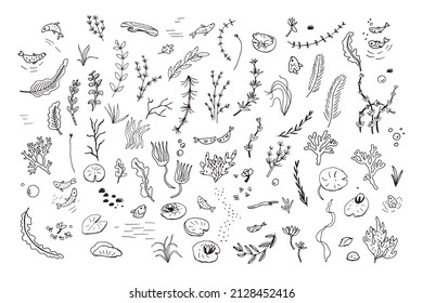 Water plants vector illustrations set