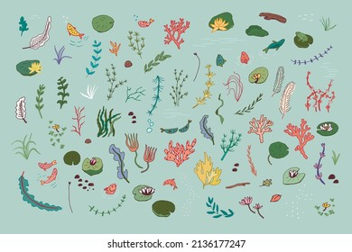 Water plants vector illustrations set