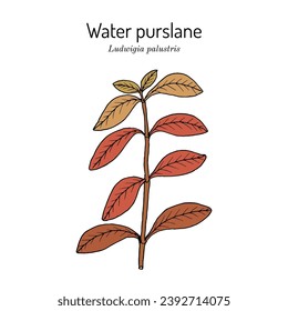 Water purslane, or marsh seedbox (Ludwigia palustris), aquatic medicinal plant. Hand drawn botanical vector illustration svg