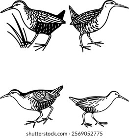 Water rail bird bundle line art and illustrator eps