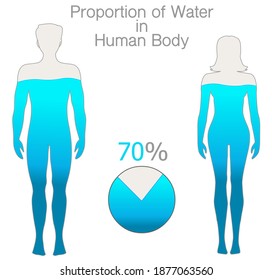 Water rate in the human body is seventy percent. Proportion h2o. Female and male silhouettes, filled with 70% water. Pie chart. Gray blue Male, female figures. White back. Health illustration vector