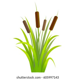 Water Reed Plant Cattails Green Leaf Grass Environment Swamp, Lake and River. Vector illustration
