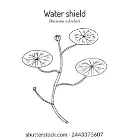 Water Shield (Brasenia schreberi), edible and medicinal plant. Hand drawn botanical vector illustration