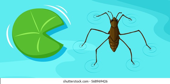 Water skater and leaf on water illustration