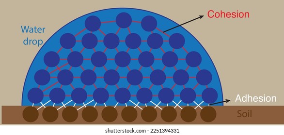 water and soil molecules under the effect of adhesion and cohesion