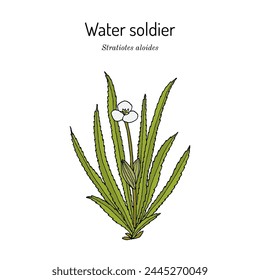 Water soldier or water pineapple (Stratiotes aloides), aquatic medicinal plant. Hand drawn botanical vector illustration