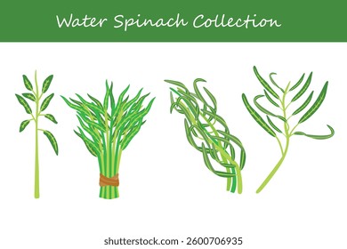 water spinach collection in different style. Vector illustration.