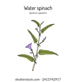 Water spinach (Ipomoea aquatica), edible and medicinal plant. Hand drawn botanical vector illustration