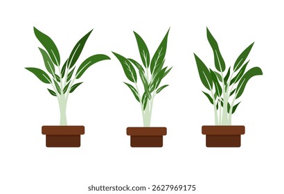 Water Spinach (Kangkung) Vector Clipart (Ipomoea aquatica) – Asian Green Vegetable for Culinary and Farm Projects