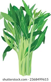 Water Spinach. Morning Glory. Asian Vegetable Illustration Vector.