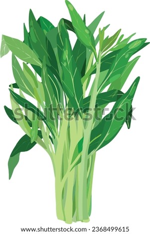 Water Spinach. Morning Glory. Asian Vegetable Illustration Vector. Stockfoto © 