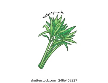 Water spinach on isolated white background, eating foods to keep you from being overweight, weight loss, healthy food, vegetarian, high fiber food for a healthy digestive system.