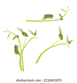 water Spinach, Set of water spinach vector illustation.