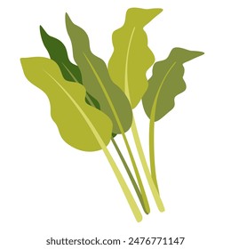 Water spinach vegetable vector illustration, morning glory or sayuran kangkung flat icon design, healthy green leafy vegetables, kangkong ipomoea aquatica river spinach