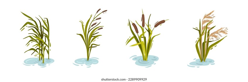 Water and Swamp Plants with Reed on Green Stalk Vector Set