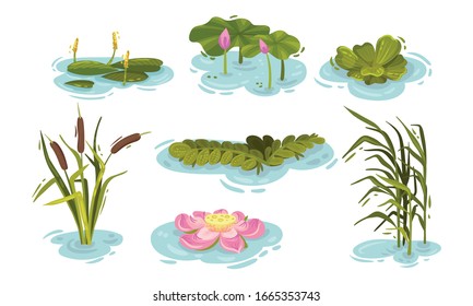 Water and Swamp Plants with Waterlily and Reed Vector Set