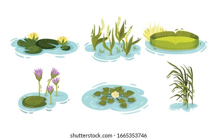 Water and Swamp Plants with Waterlily and Reed Vector Set